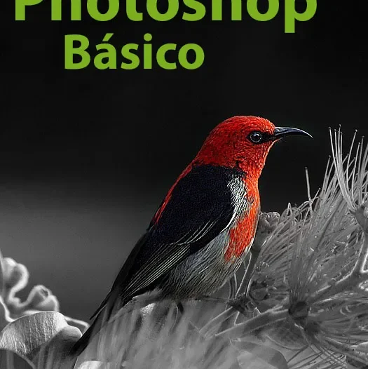 Photoshop Básico – ARGG014PO – 24/0274.TRA.014-01