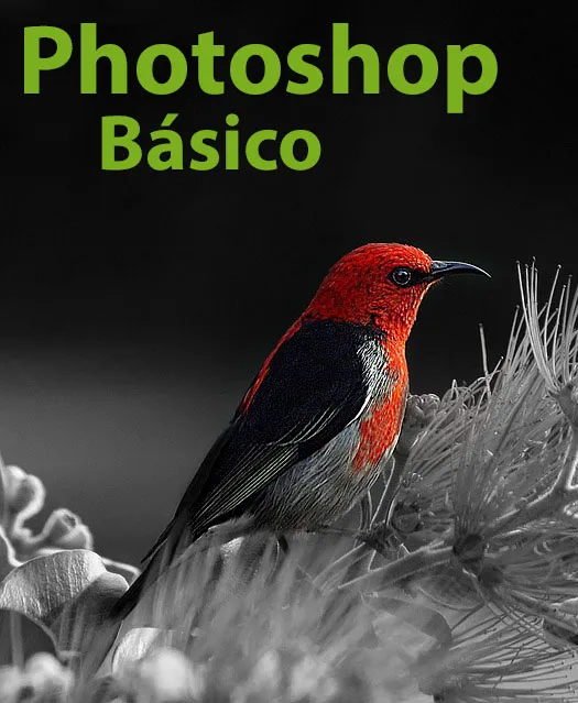 Photoshop Básico – ARGG014PO – 24/0274.TRA.014-01
